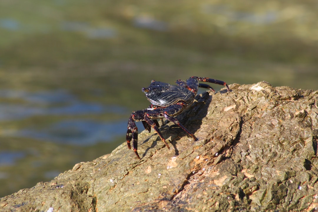 Photo Red crab